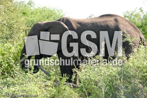 Afrikanischer Elefant (24 von 131).jpg